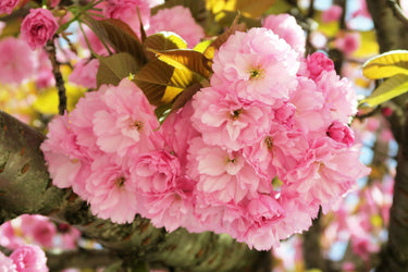 10 JAPANESE FLOWERING CHERRY Tree Oriental Prunus Serrulata Flower Seeds